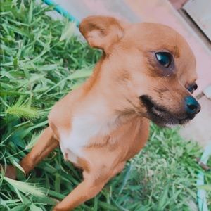 Meet your Posher, Lucero